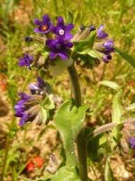 Buglosse Officinale Jardin De Sauveterre Fleurs Sauvages Graines Bio Jardins