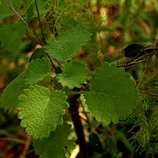 Image result for Tetradenia