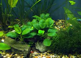 Place the aquarium planting medium in mesh bags and tie closed with fishing line or undyed polyester tread. Growing Anubias Anubias Barteri Aquariadise