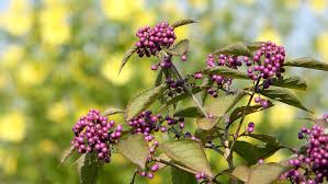 Nur eine kleine auswahl bäume und sträucher trägt früchte in dunkelblaue bis lila beeren, rundlich, leicht spitz, klein. Schonfrucht Callicarpa Bodinieri Hauenstein Ag