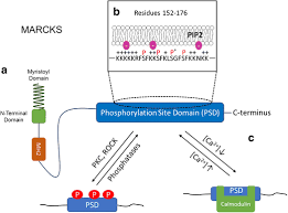 The guy (wentz) is a good dude; Myristoylated Alanine Rich C Kinase Substrate Marcks A Multirole Signaling Protein In Cancers Springerlink
