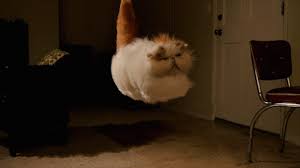 Hovercat Is Preparing For Lift Off Hover Cat Cute Cat Memes Cat Gif