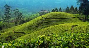Find the perfect tea plantations stock photo. Where To Take A Sri Lanka Tea Plantation Tour Insight Guides