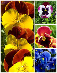 Violas will flower over a long period of time, if you deadhead spent blooms regularly. Growing Pansies How To Grow And Care For Pansy Flowers