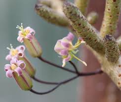 Image result for Buchholzia