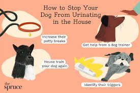 How to potty train your dog. Reasons Why Your Dog Is Peeing In The House And How To Stop It