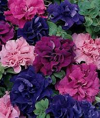Petunia Burpee S Best Mix Hybrid Seeds And Plants Annual Flower Gardens At Burpee Com Annual Flowers Petunias Container Flowers