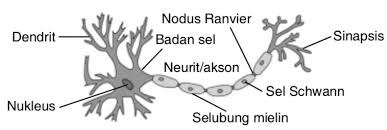 Sistem saraf merupakan salah satu bagian yang menyusun sistem koordinasi yang bertugas menerima rangsangan halaman all. Jaringan Saraf Ciri Ciri Fungsi Struktur Letak Dan Gambarnya