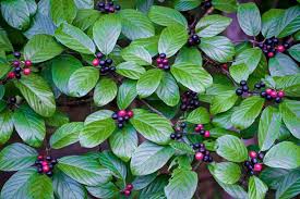 Image result for Buchnera crassifolia