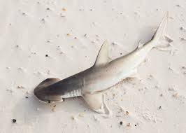 2021 Texas Shark Season Is Here! - Quality Fishing Guides