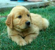 We encourage all prospective puppy owners to do their research and be prepared with questions to ask the breeder. Akc Golden Retriever Puppies For Sale In Tucson Arizona Classified Americanlisted Com