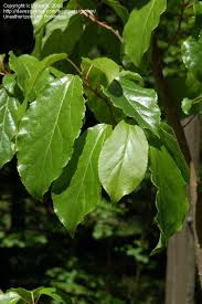 Image result for Alchornea laxiflora