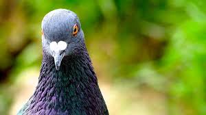 Terdapat bermacam macam 122 gambar ilustrasi burung dara. Rekomendasi Makanan Burung Merpati Dan Tips Merawatnya Lengkap