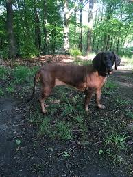 Image result for anglický barvář