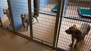 San diego humane society has a variety of adoptable pets available including cats, dogs and small animals like rats, rabbits, hamsters, birds, reptiles and more. Shelters Receive Dozens Of Dogs Who Were Scared Away By Fireworks The Morning Call
