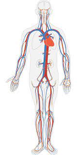 Label the blood vessel human bio. Human Body Circulatory System Circulation Blood Public Domain Image Freeimg
