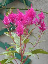 Image result for Celosia stuhlmanniana