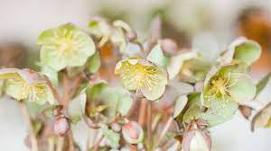 We have a large collection of lenten roses and create our own seed strains. Lenten Rose Plant Care Growing Guide