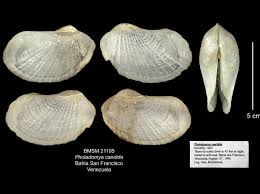 Image result for Dissotis falcipila