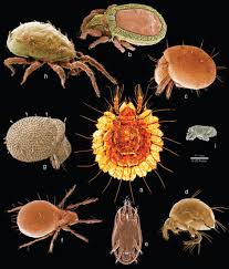 Demodex folliculorum is a mite that lives within human hair follicles. What Is Parasites With Example