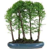 Check spelling or type a new query. Redwood Bonsai Care Bonsaischule Wenddorf