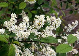 Maybe you would like to learn more about one of these? The Best Flowering Trees In The Spring In North Carolina Point Of Blue