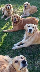 Pin By Kevin Hett On Golden Retrievers Retriever Puppy Golden Retriever Labrador Retriever Puppies