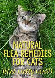 The teeth of the comb are very close together, which works to trap and remove the fleas, their eggs and their dirt from the fur. Natural Flea Remedies For Cats That Really Work The Catington Post