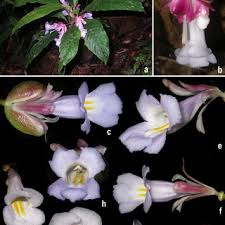 Image result for Eulophia longisepala