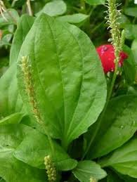 Epingle Sur Gardening