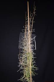 Image result for Microcoelia corallina