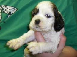 Kc regd, dam and sire. Cocker Spaniel Puppies In Ohio