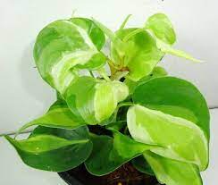 Un evento de fútbol tendrá lugar el 13.03.2021 en la campeonato paulista a2 brazil donde rb brasil se reunirá con rio claro. Philodendron Hederaceum Rio Cream Splash Variegated House Plant Rare Ebay