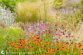 A Beautiful Mix Of Plants At Bluebell Cottage Gardens Cheshire Including Heleniums Grasses Verbena Bon Bluebells Garden Cottage Garden Flower Garden Design