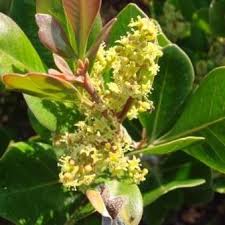 Image result for Searsia lucida