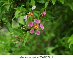 Image result for Malpighia