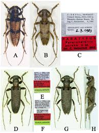 Image result for Mostuea batesii