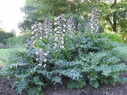 Image result for Acanthus