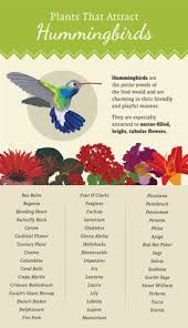 Best red flowers that attract hummingbirds. 24 Gardens Flowers That Attract Hummingbirds And Butterflies Ideas Hummingbird Garden Butterfly Garden Flowers That Attract Hummingbirds
