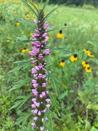 Image result for Leonurus japonicus