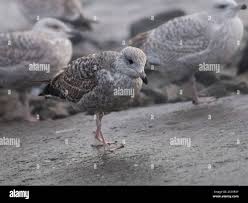 Herring gull flock hi-res stock photography and images