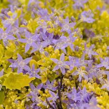 The flowers and red berries are worth it. Photo Essay Extremely Attractive Foliage Perennial Resource