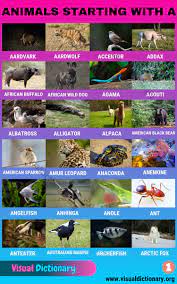 Animals That Start With A Useful List Of 45 Animals Starting With A Visual Dictionary