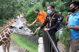 Merak putih jadi koleksi baru kebun binatang bukittinggi. Selama Libur Imlek Dan Longweekend 1900 Orang Kunjungi Kebun Binatang Bandung Sulhan Sedikit Membaik Galamedia News