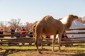 The hump day commercial is not caleb's only starring role. Aladdin The Christmas Camel George Washington S Mount Vernon