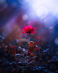 The Beauty Of A Rose Imgur Flowers Photography Wallpaper Photography Wallpaper Scenery Wallpaper