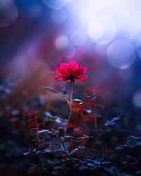 A flower's appeal is in its contradictions — so delicate in form yet strong in fragrance, so small in size yet big in beauty, so short in life yet long on effect. The Beauty Of A Rose Flowers Photography Wallpaper Beautiful Nature Wallpaper Photography Wallpaper