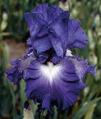Pin On Flowers The Iris