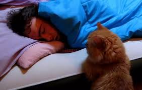 Eu pot sa va spun asa: Ce InseamnÄƒ DacÄƒ Visezi Pisici Ce IÈ›i Transmite SubconÈ™tientul Exquis