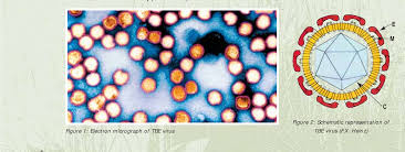 It is an abbreviation used for the term 'to be exact' used frequently on the internet (by chatting or instant messaging). Figure 2 From Tick Borne Encephalitis Tbe Fsme Semantic Scholar
